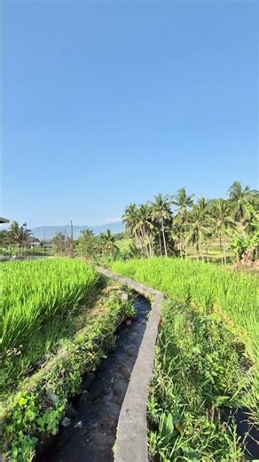 🌾 Relaxing Indonesian Rice Fields with Crystal Clear Water | Nature 4K