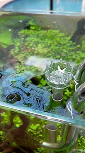 Have you ever noticed a layer of oil on the surface of your water? Don’t worry it’s just a build up of proteins from little to no surface agitation. Make sure it doesn’t build up too much or else you will have oxygen issues #aquascape #aquarium #fishtank | AquaHusk