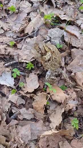 Froggy style 🐸 #polskiezoo #polishzoo #kurwabober #kurwagang #poland #nature #frog #frogs #froggy #funnyvideos #funnyanimals #funnyanimal