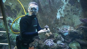 Israel’s own Aquaman? Meet the CEO who built a home aquarium large enough to swim in