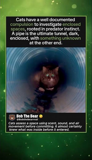 Every Tunnel Is a Hunting Ground