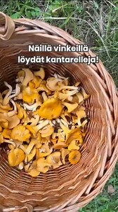 Kantarellit ovat herkullisia, mutta kuinka niitä oikein löytää? Kurkkaa vinkit videolta! 🍄⁠ ⁠ ⁠⁠PS. Parhaat kantarellipaikat kurkkaat tietysti Satokausi-sovelluksesta!⁠ ⁠ #satokausi #satokausikalenteri #sesonkiruokaa #sesonki #kantarelli #metsä | Satokausikalenteri