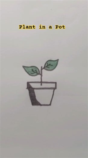 Small plant in a pot drawing