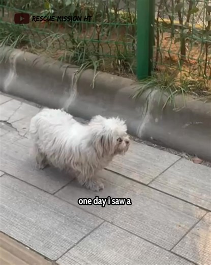 She Followed Me Home… Then the Vet Revealed Something SHOCKING Inside Her 😱🐶👶 #fblifestyle | People love animals