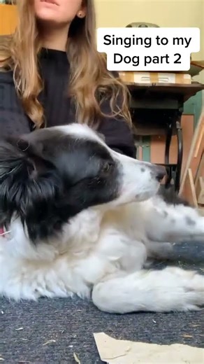 Singing to my Border Collie Part 2