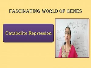 Catabolite Repression/Glucose effect/ Glucose Repression