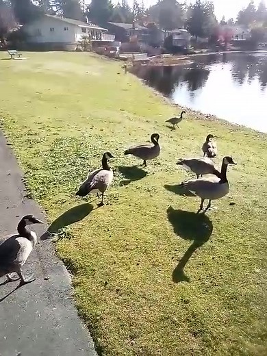 The bible explains God creating the world as we are to be an example for the flock through acts of good works reflecting as an image of christ | Jamy Haynen