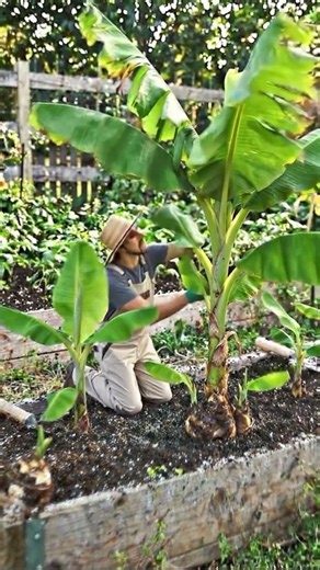 I Planted a Banana Tree in My Garden — Look What Happened!