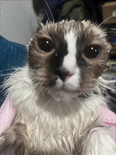 Funny Cat Wake-Up Calls: Hilarious Meowing Moments