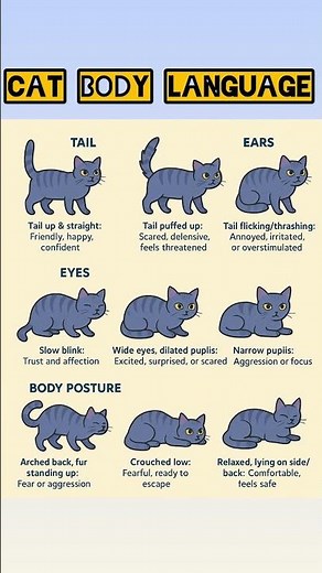 Learn Cats Body Language and Signs| Meaning | Learn English | Speak English |