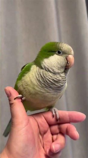 The Magnificent Overlord Xiao Cui: Green Armor, Bird Kingdom