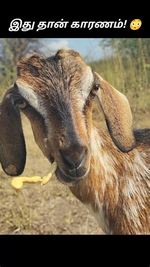 இத கொடுத்தா ஆடுகள் உங்கள follow பண்ணும்! 😳🐐