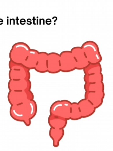 Understanding the Large Intestine's Role in Digestion