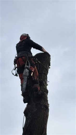 Large dead oak tree removed for a new customer near hailsham! If you require any of these services please get in touch for a quote! Call/Text - 07818575282 Email - oakhills-arb@outlook.com Visit our website! oakhillsarboriculture.co.uk #smallbusiness #treesurgeon #treesurgey