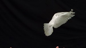 Hands Releasing White Dove Peace On Stock Footage Video (100% Royalty-free) 5659178 | Shutterstock