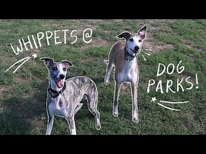 Whippets at the Dog Park!