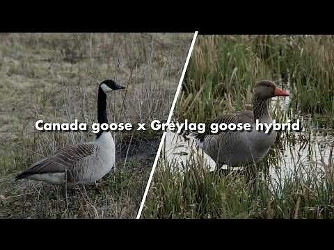 Canada goose x Greylag goose hybrid