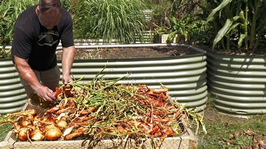 Which onion grows best? Harvesting 4 varieties from my raised bed garden