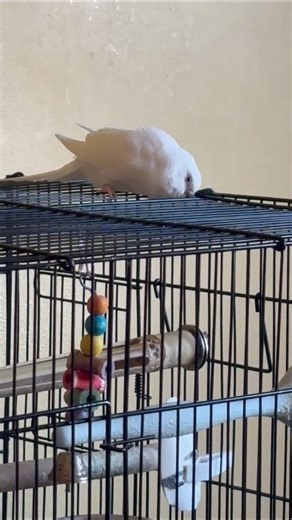 Baby Bird White Mini Cockatoo 😉 #bird #cockatoo #budgies #nyd #vlog