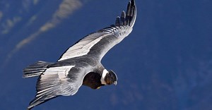 Discover the National Bird of Colombia