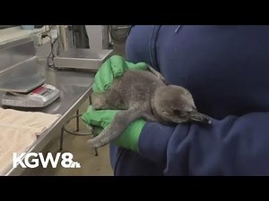 Penguin chicks hatch at the Oregon Zoo