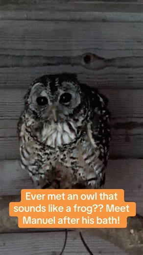 #chaco #frog #owl #fascinating #facts