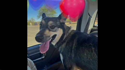 5.1K views · 136 reactions | Check out this awesome video a volunteer made about adoptable Penelope! If you are interested in meeting Juno, please reach out to the shelter! ☎520-509-3555 animalrescue@pinal.gov 1150 S Eleven Mile Corner Rd, Casa Grande Az 85194 | Pinal County Animal Care and Control | Facebook