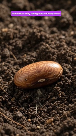 Watch How a tiny seed grows to Kidney beans #kidneybeans