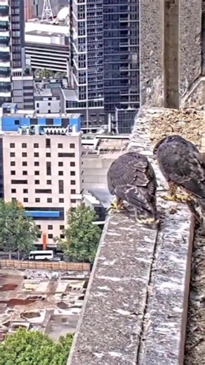 🪶 Falcon chick: *throws feather off ledge*, Universe: *return to sender*