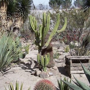 What are the Desert Plants? Let's get to know them ▷➡️ Postposmo