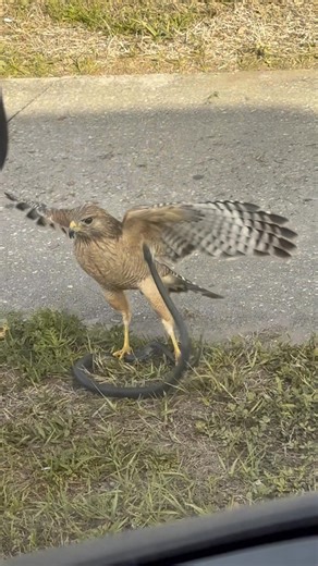 Not too often you see this sitting at a red light! ￼#redlighttheropy #natureismetal #nature #hawk