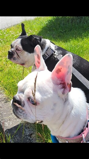 Autumn Raby on Instagram: "For 20 years, I hid. From myself, from the world. Coming back feels impossible. But my sister believes in me. So maybe ... just maybe, I can too 😊 HAPPY FAMILY DAY 🇨🇦 🍁 🇨🇦 From my Fur Baby Family to Yours 🥰 My big boy .. My protection & my best friend ❤️ My little girl .. She's Deaf but full of life ❤️ My wildlife .. Always bring me joy & peace ❤️ Autumn ☺️ 🍂 #babysteps #autumnraby #ifbbpro #autumnraby_ifbbpro"