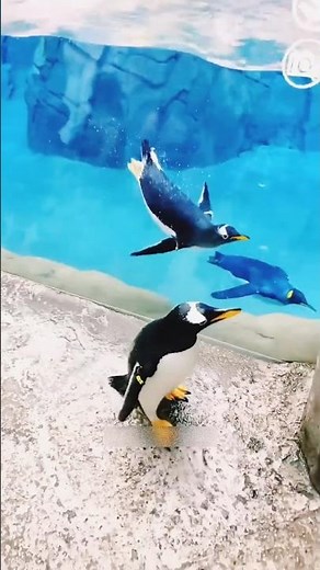 One Kind Act Saved This Tiny Penguin! ❤️ #shorts #trending #penguin #viral