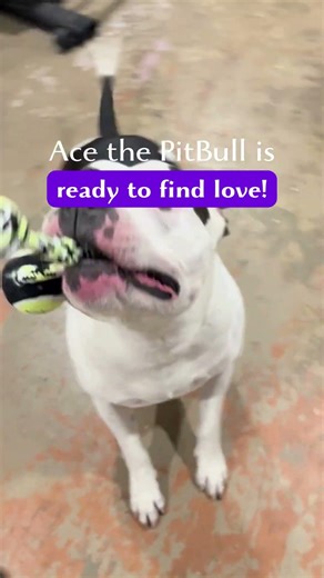 Ace looking for a Lover #americanpitbullterrier #dogcommunity #dogbreeding