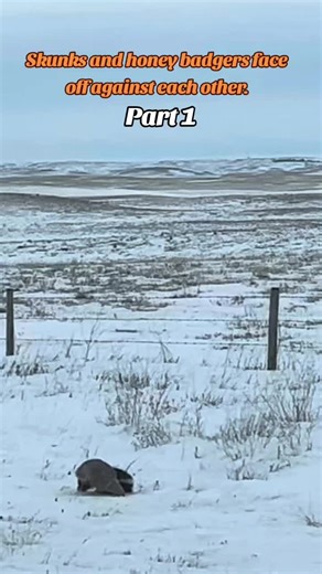 Wildlife Encounter: Skunk vs. Honey Badger Showdown