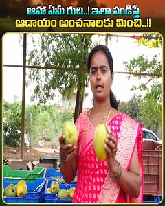 4K views · 22 reactions | Organic Mango Farming. Mango Festival with...