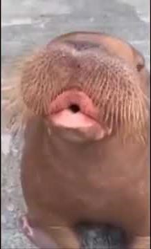 Walrus Has Learned How To Whistle
