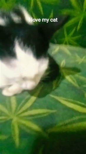 I love my cat the one cat when I see here then I come to here she scared 😕 because she is abonded 😕