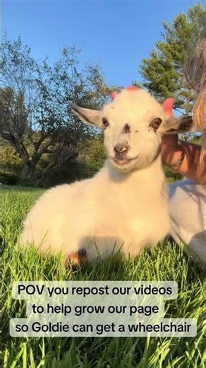 Help grow Goldie’s page so we can apply for the creator program to raise funds for her care❤️‍🩹 #usa