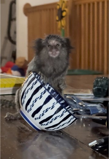 Marmoset Monkey Discovers Whipped Cream