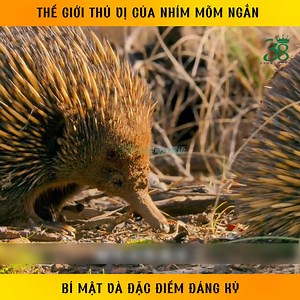 11K views · 94 reactions | Thế giới thú vị của nhím mõm ngắn bí mật và đặc điểm đáng kỳ ©️ Nội dung được sản xuất bởi 38 Network #review #reviewdongvat #hoangda #38network | Minh Tâm Review 38 | Facebook