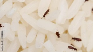 Bugs or Moth in raw rice, pest, snout beetles, insects that eat and destroy raw rice.