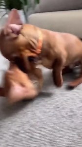 441K views · 12K reactions | Live footage of professional wrestlers in training 來 #fblifestyle #dachshund #sausagedogcentral #dachshunds #dachshundsonly | Sausage Dog Central | Facebook