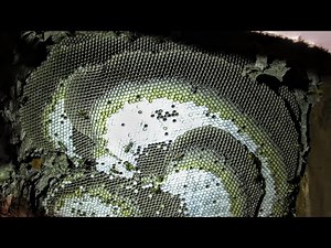 Yellow Jackets MASSIVE NEST in Ceiling SWARM STING Wasp Nest Removal INFESTATION