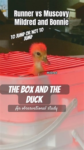 Observing differences in 2 ducklings - the Runner, the Muscovy & the box #ducklings #ducklife #cute