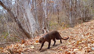 37K views · 1.2K reactions | Videos de cámara trampa de león breñero en Costa Rica | Camera Trap videos of jaguarundis in Costa Rica | Guanacaste Wildlife Monitoring | Facebook