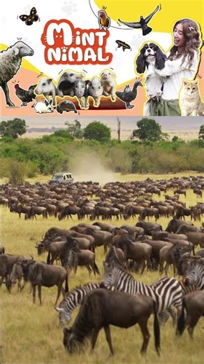 ทำไมม้าลายกับวิลเดอบีสต์ อยู่ด้วยกัน #msstory #Mintnimal #mintchalida #แม่น้ำของวิลเดอร์บีสต์