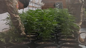 Guardsmen from across Oklahoma came together to support the Oklahoma Bureau of Narcotics in a massive multi-agency, large-scale operation targeting criminal marijuana growth and trafficking. At the request of OBN, Governor Kevin Stitt authorized the activation of approximately 150 Guardsmen to assist with eradication, debris removal, logistical support and identification of hazardous materials associated with the seizure of illegal marijuana grow operations. “The Guard has a unique role in the n