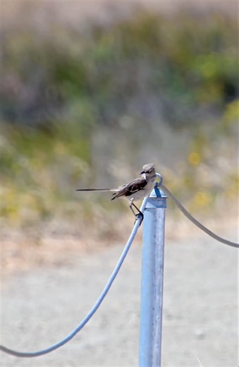 A Northern Mockingbird scanning the marshlands before darting off. #birding