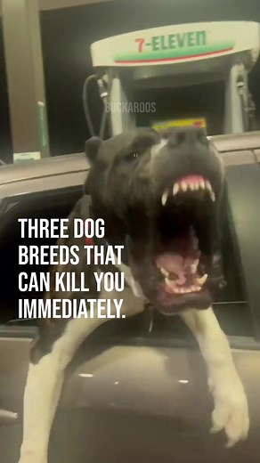 10K reactions · 4.8K shares | Three dog breeds that kill you immediately #360dogcare #educational #dogs #dog #dog | Jonathan Cox | Facebook